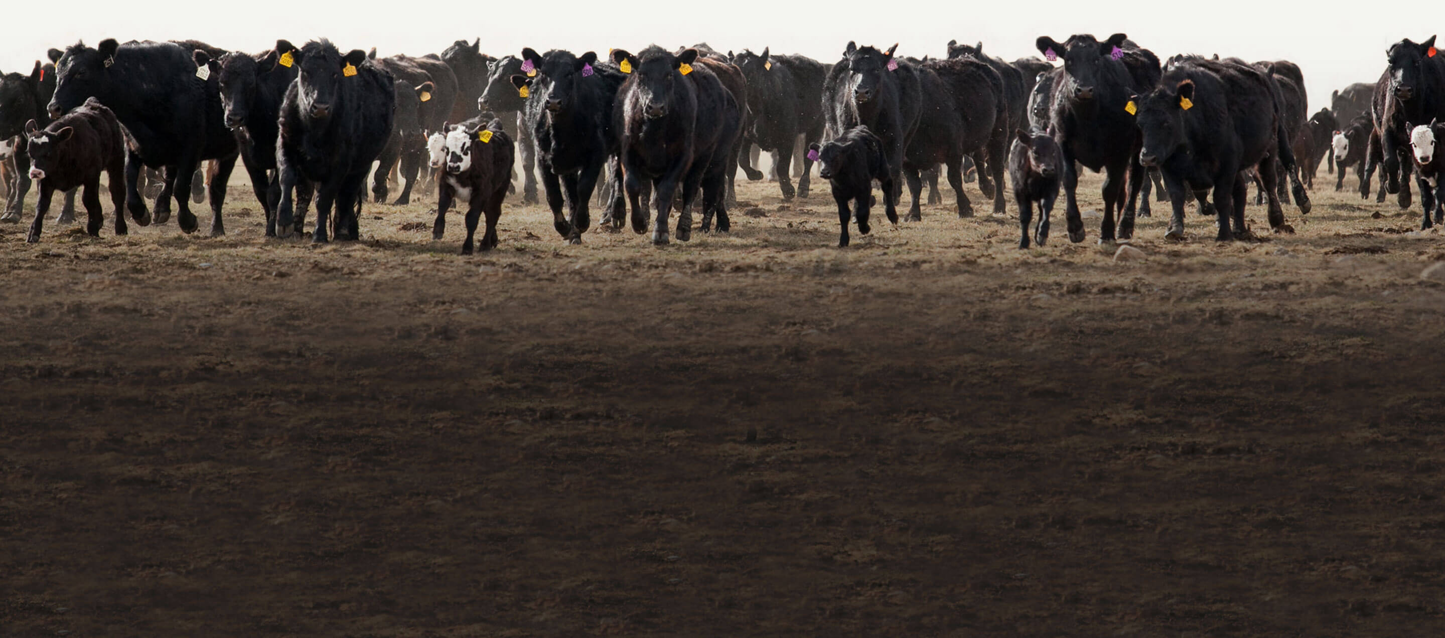 CattleScales.com
