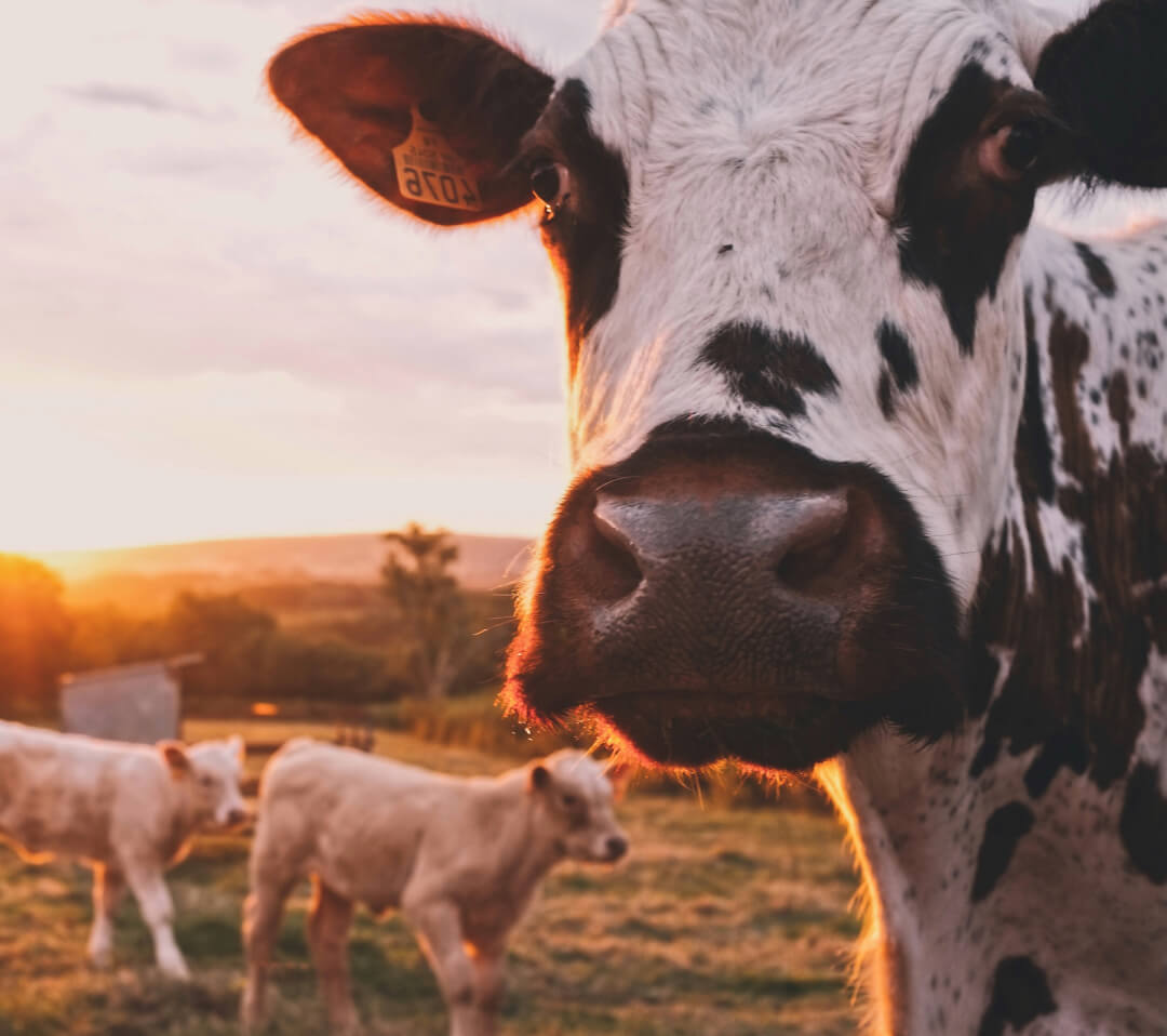 CattleScales.com